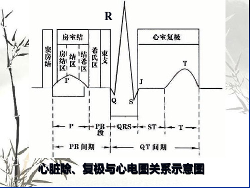 呼吸系统PBL2