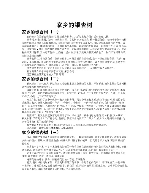 家乡的银杏树作文共九篇