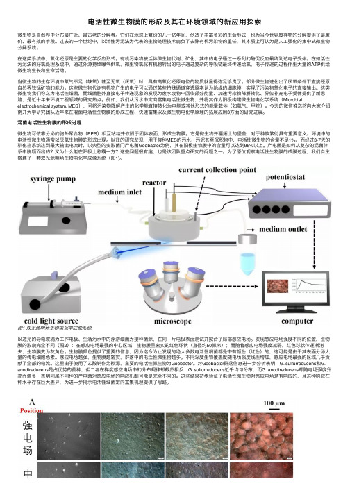 电活性微生物膜的形成及其在环境领域的新应用探索