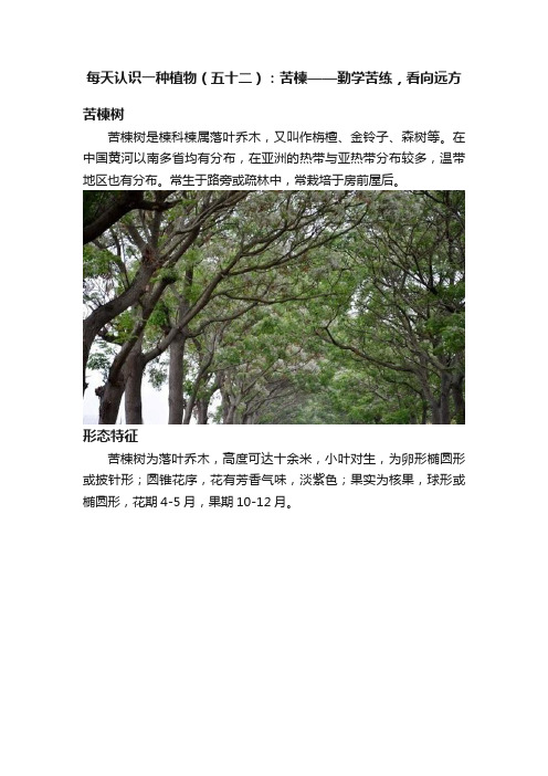 每天认识一种植物（五十二）：苦楝——勤学苦练，看向远方