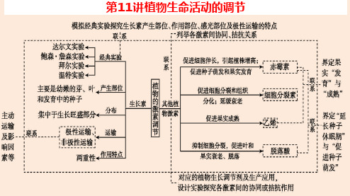 2024届高考生物二轮复习第11讲植物生命活动的调节课件