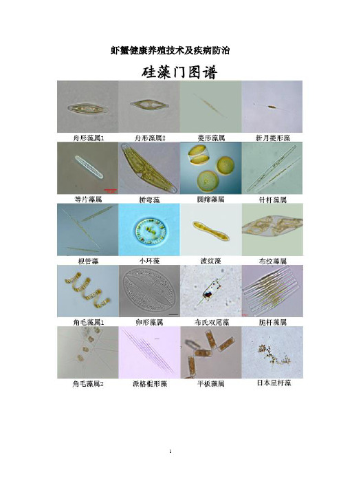 虾蟹健康养殖技术及疾病防治