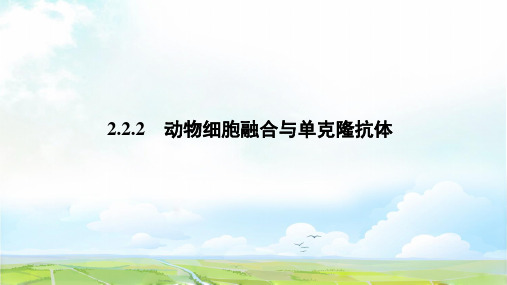 高中生物选修3优质课件：2.2.2  动物细胞融合与单克隆抗体