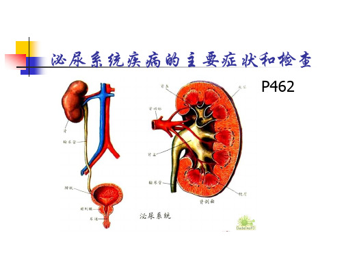 泌尿系常见症状体征