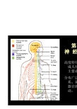 神经组织和系统