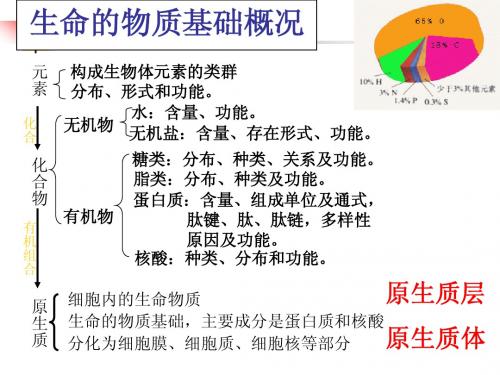 《生命的物质基础》课件2