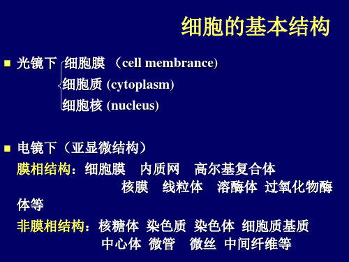 2_细胞膜的分子结构和特性