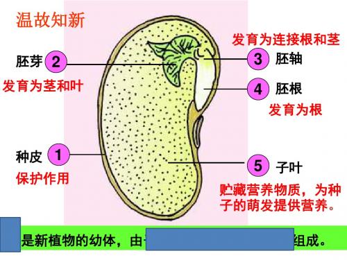 第一节_种子的萌发