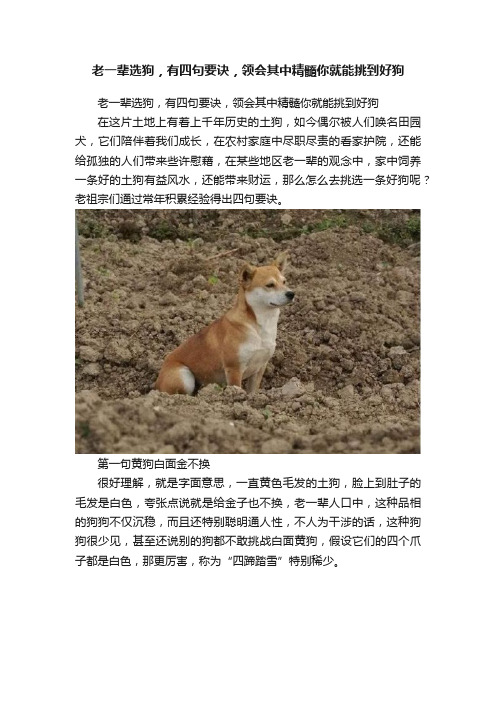 老一辈选狗，有四句要诀，领会其中精髓你就能挑到好狗