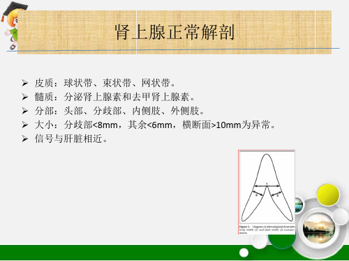 嗜铬细胞瘤CT及MR诊断