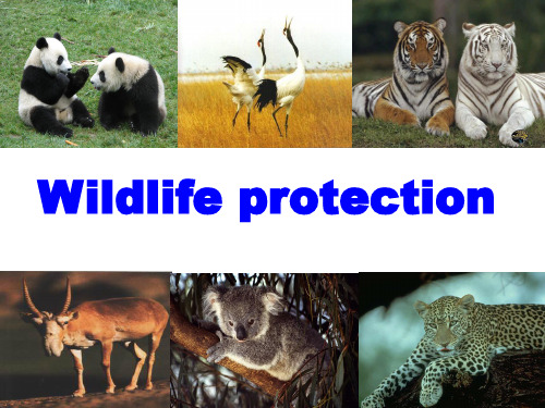 人教新课标高中英语必修(二)-Unit4 Wildlife protection reading 课