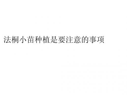 法桐小苗育苗注意事项简介