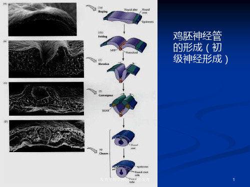 发育生物学神经系统的发育培训课件