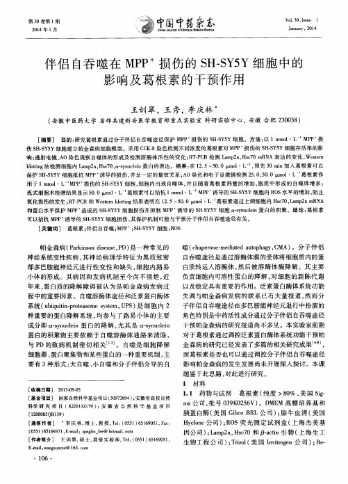伴侣自吞噬在MPP+损伤的SH-SY5Y细胞中的影响及葛根素的干预作用