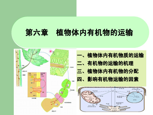 植物体内有机物的运输与分配