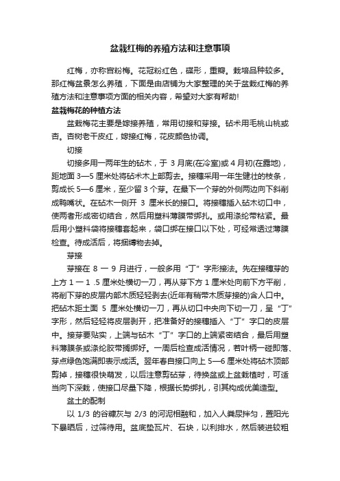 盆栽红梅的养殖方法和注意事项