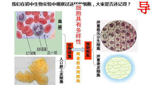 02.生命系统的结构层次、细胞的多样性和统一性--清北