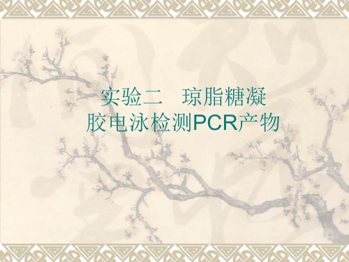 琼脂糖凝胶电泳检测PCR产物