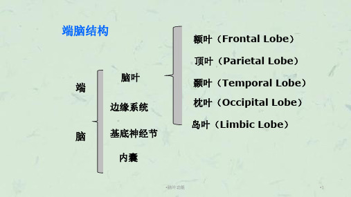 脑叶功能课件