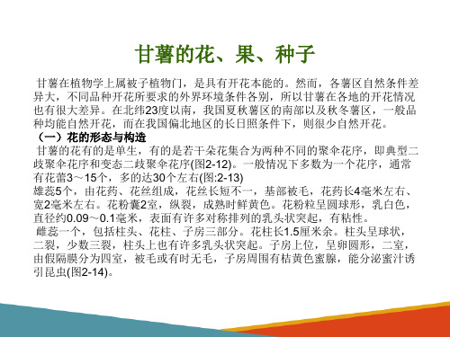 甘薯栽培的生物学基础—甘薯的形态与结构(甘薯生产技术课件)