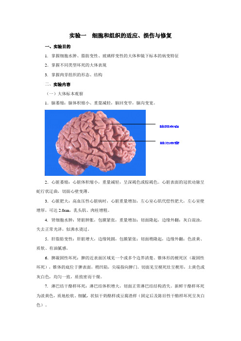 试验一细胞和组织的适应损伤与修复