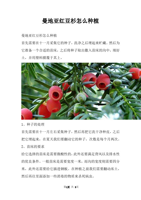 曼地亚红豆杉怎么种植