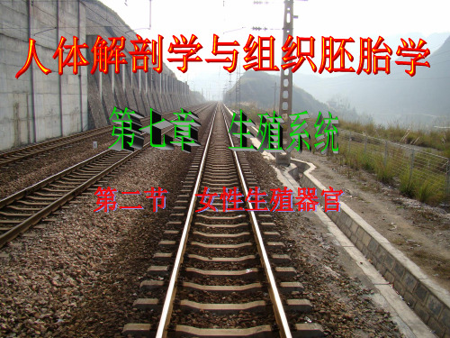 女性生殖系统