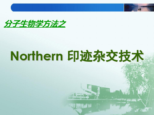 Northern印迹杂交技术