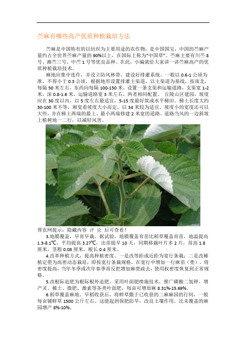 苎麻有哪些高产优质种植栽培方法