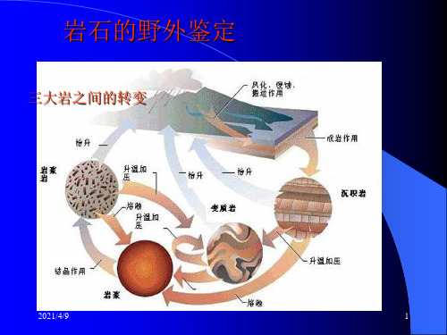 沉积岩野外鉴定