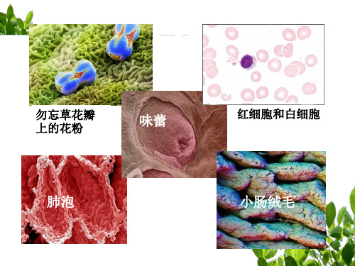 人教版七年级上册生物《科学技术社会 人类探索微观世界不可缺少的工具——显微镜》(一等奖课件)