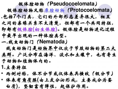 动物学 4假体腔动物(Pseudocoelomata)