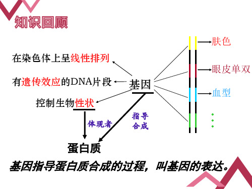 高一下学期人教版生物必修二4.1基因指导蛋白质的合成第1课时 课件
