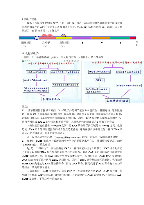 操纵子相关知识,分子生物学必考内容