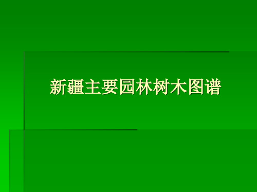 新疆常用苗木图谱