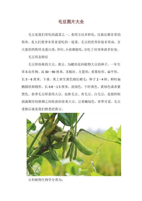 毛豆图片大全