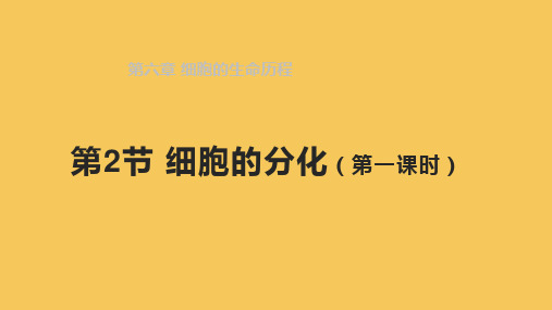 6.2 细胞的分化(第一课时)-教学同步精美课件(人教版2019必修1)