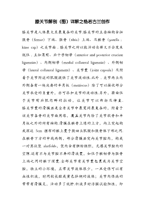膝关节解剖(图)详解