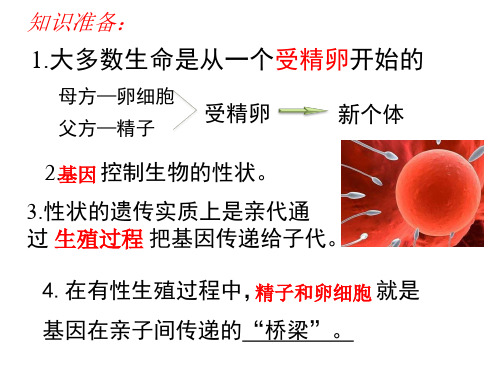 鲁科版(五四学制)生物八年级下册 8.2.3基因在亲子代间的传递 课件