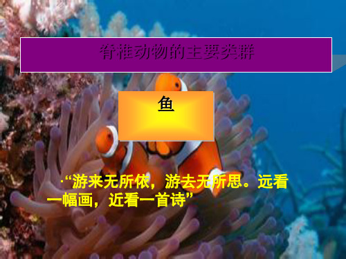 【一线精品】 鱼20 最新优秀公开PPT课件