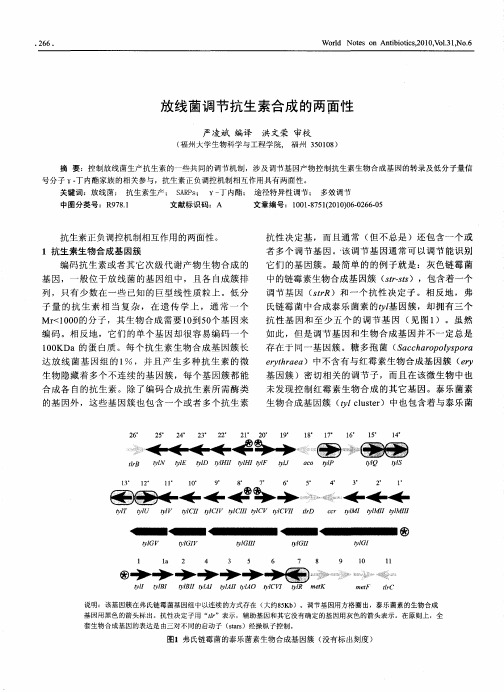 放线菌调节抗生素合成的两面性