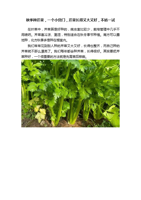 秋季种芹菜，一个小窍门，芹菜长得又大又好，不妨一试