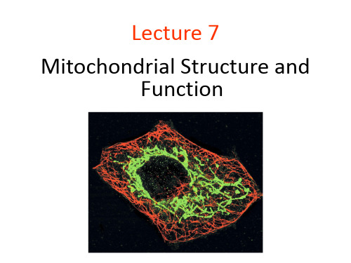 细胞生物学课件英文版-线粒体结构和功能