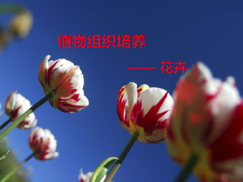 【公开课课件】《植物细胞工程的实际应用》—小组交流(学生)