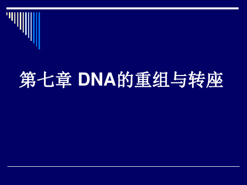 分子生学技术-第七章 DNA的重组与转座