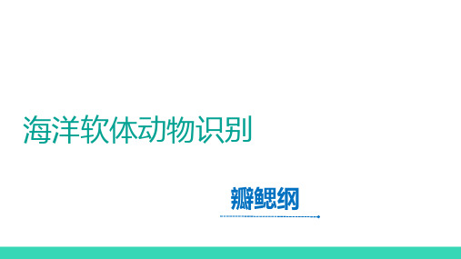 瓣鳃纲的识别—西施舌的识别