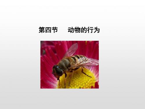 济南版七年级生物上册课件：第2单元 第2章 第四节 动物的行为(共23张PPT)