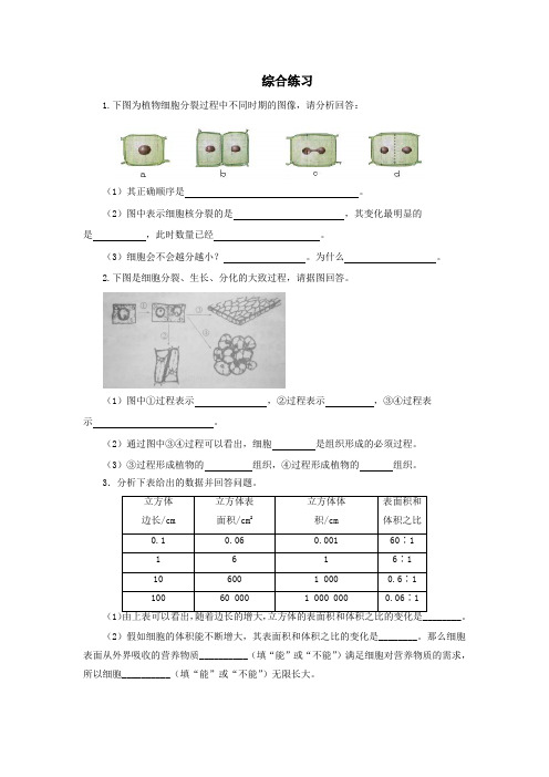 北师大版七年级生物《细胞通过分裂增殖》综合练习