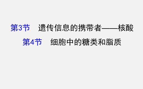 高考生物 一轮复习 遗传信息的携带者-核酸、细胞中的糖类和脂质 新人教必修1