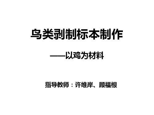 实验1、鸟类剥制标本制作